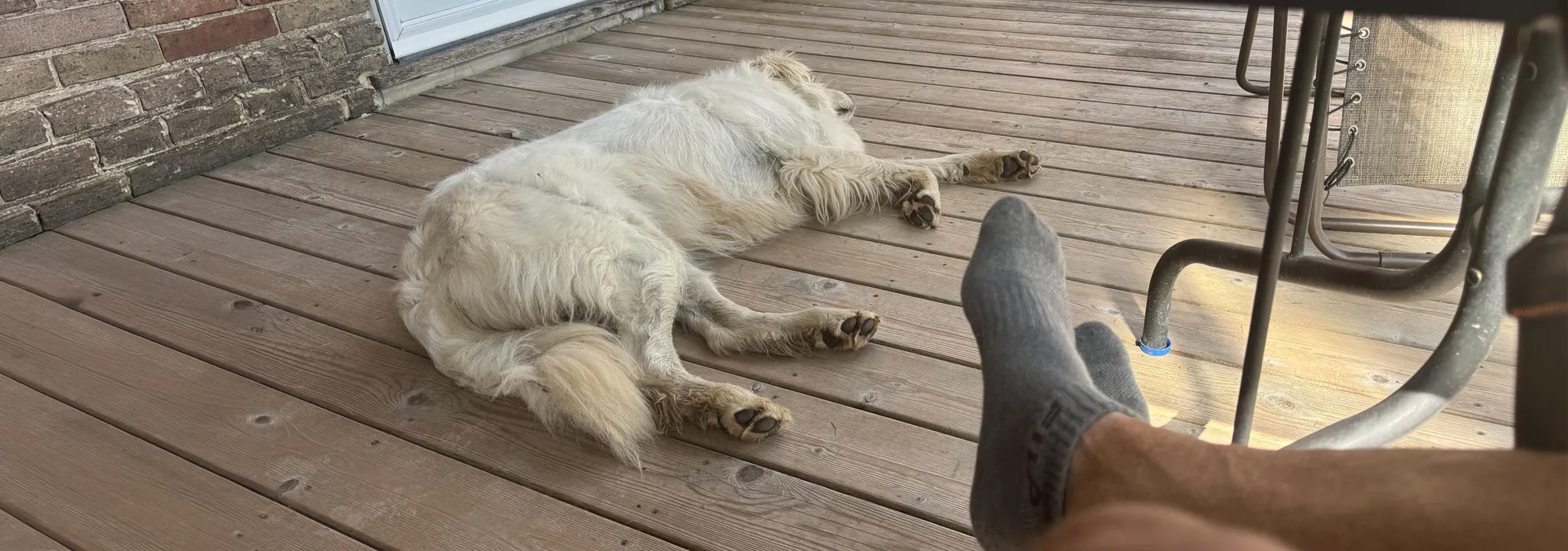 Pets and Mental Wellness